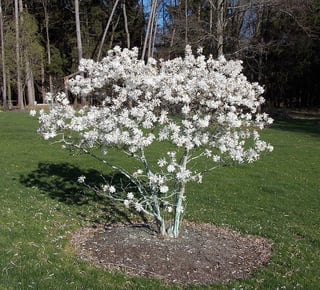 Magnolia-Royal-Star.jpg