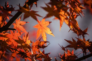 autumn-leave-1415541_1920.jpg