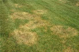 brown patch fescue.jpg