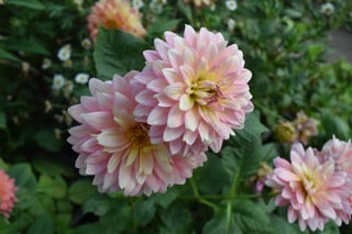 chrysanthemum-flower-729667_1920.jpg