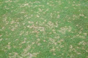 dollarspot at a distance