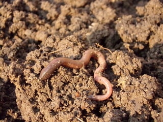 earthworm-686593_1280.jpg