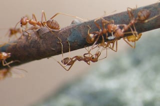 greenfeet fire ants.jpg