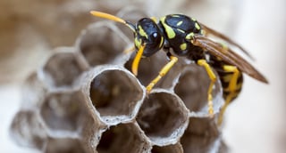 paper-wasp-on-nest-feature.jpg