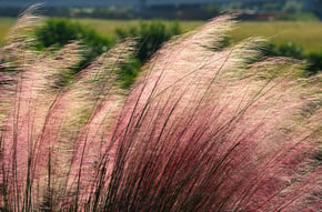 pink-muhly-grass-2060600_1280