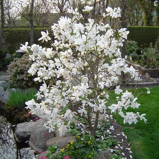 star_magnolia.jpg