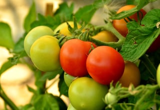 tomatoes-879441_1920.jpg