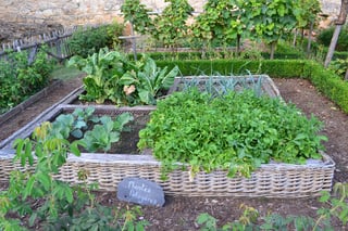 vegetable-garden-890625_1280.jpg