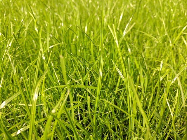 aerated grass