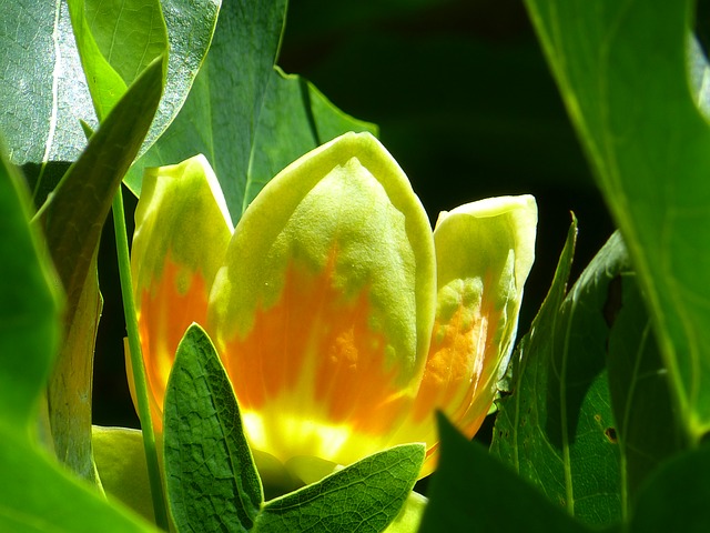 tulip-tree-511179_640