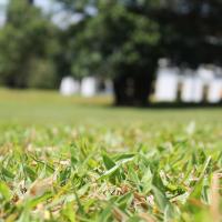 close up of the grass turning green