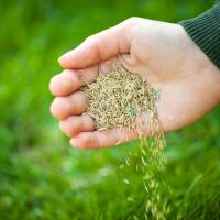 grass seed in someones hand