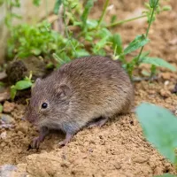 vole on the dirt ground