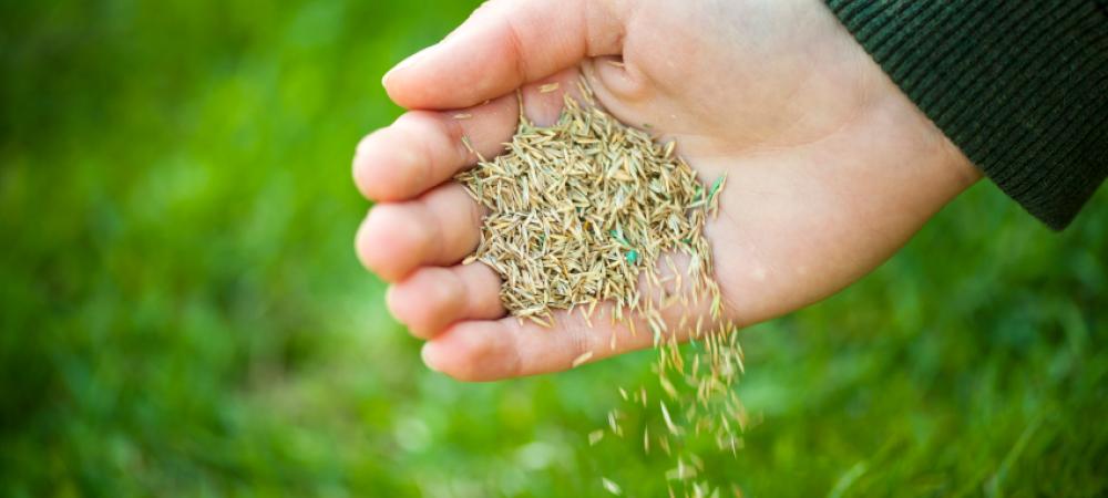 grass seed in someones hand